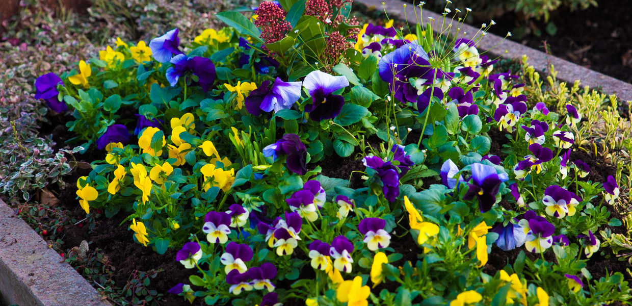 Winterliche Grabbepflanzung, Grabpflege in Esslingen