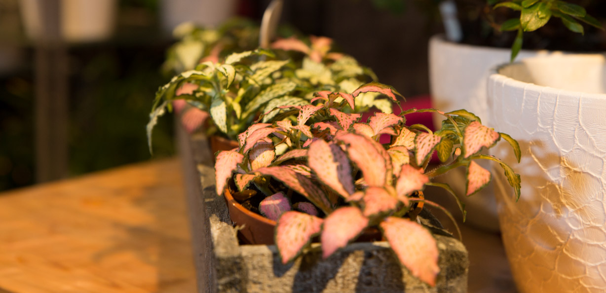 Blumen Schneider Esslingen | Blumenfachgeschäft - Friedhofgärtnerei ...