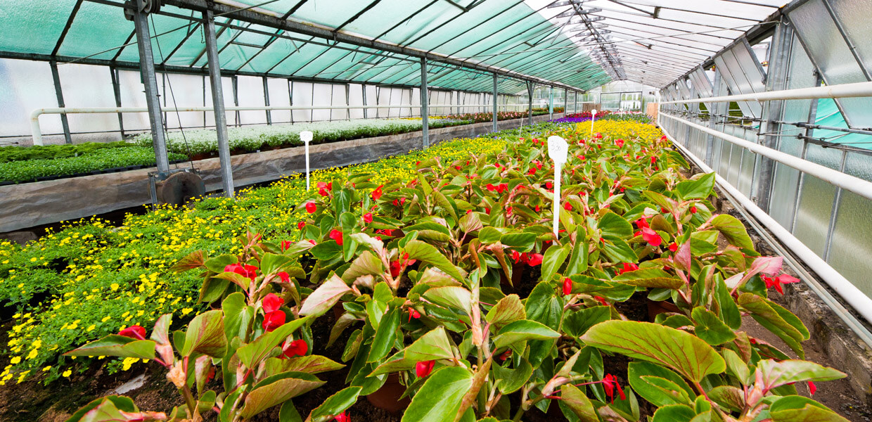 Blumen Schneider Esslingen | Blumenfachgeschäft - Friedhofgärtnerei ...